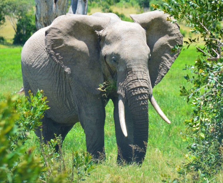 A bull grazing at Olpejeta Conservancy